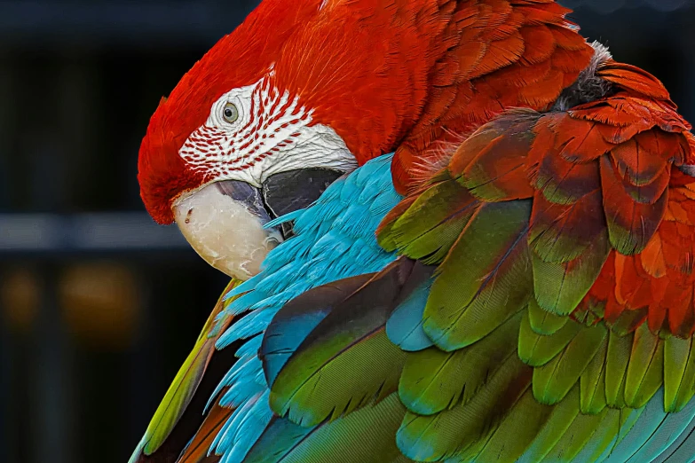 a closeup of the bright colored feathers on a parrot
