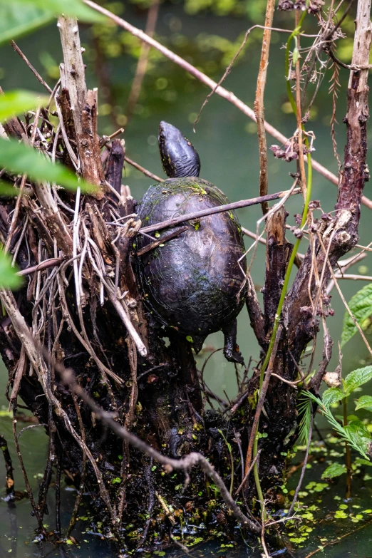 a nest that is on top of the soil in the water