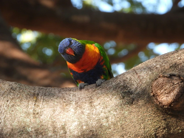 a bird is perched in a tree looking up