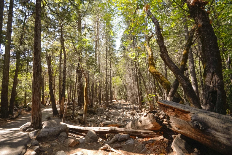 the sun is shining on a wooded area