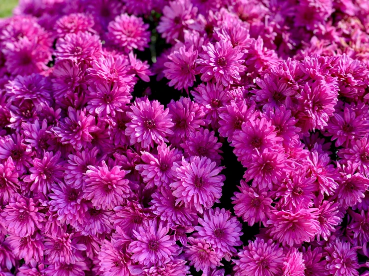 close up image of purple flowers in full bloom