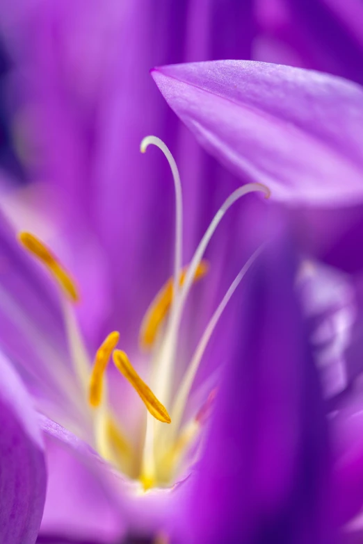 a close - up image of purple and yellow flowers