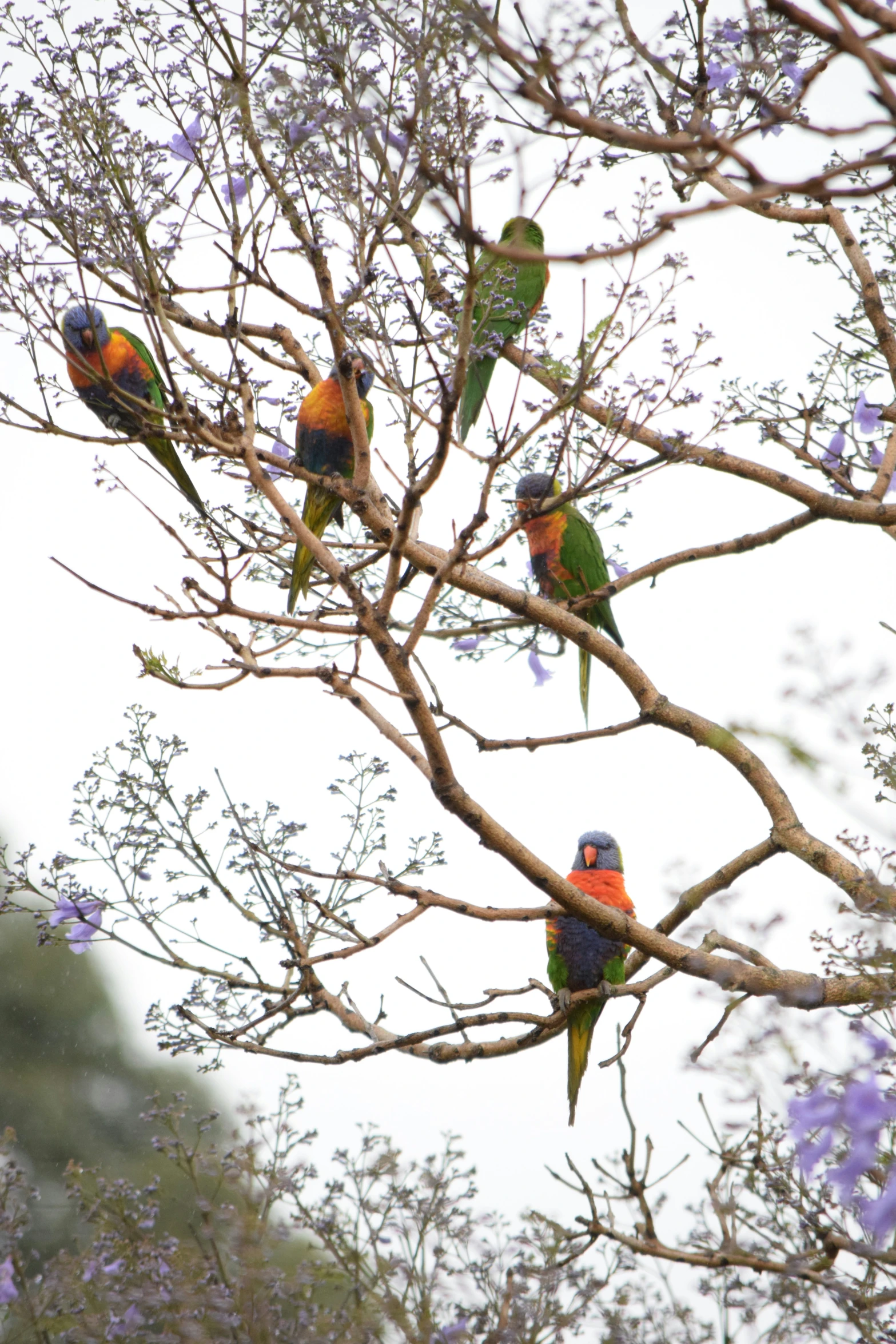 the birds are standing in the tree outside