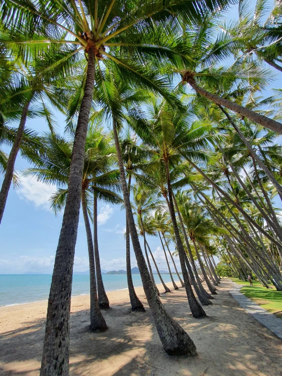 a beach lined with palm trees under blue skies