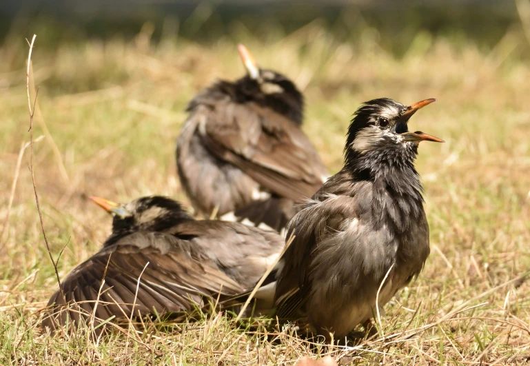 three dead birds sitting in the grass