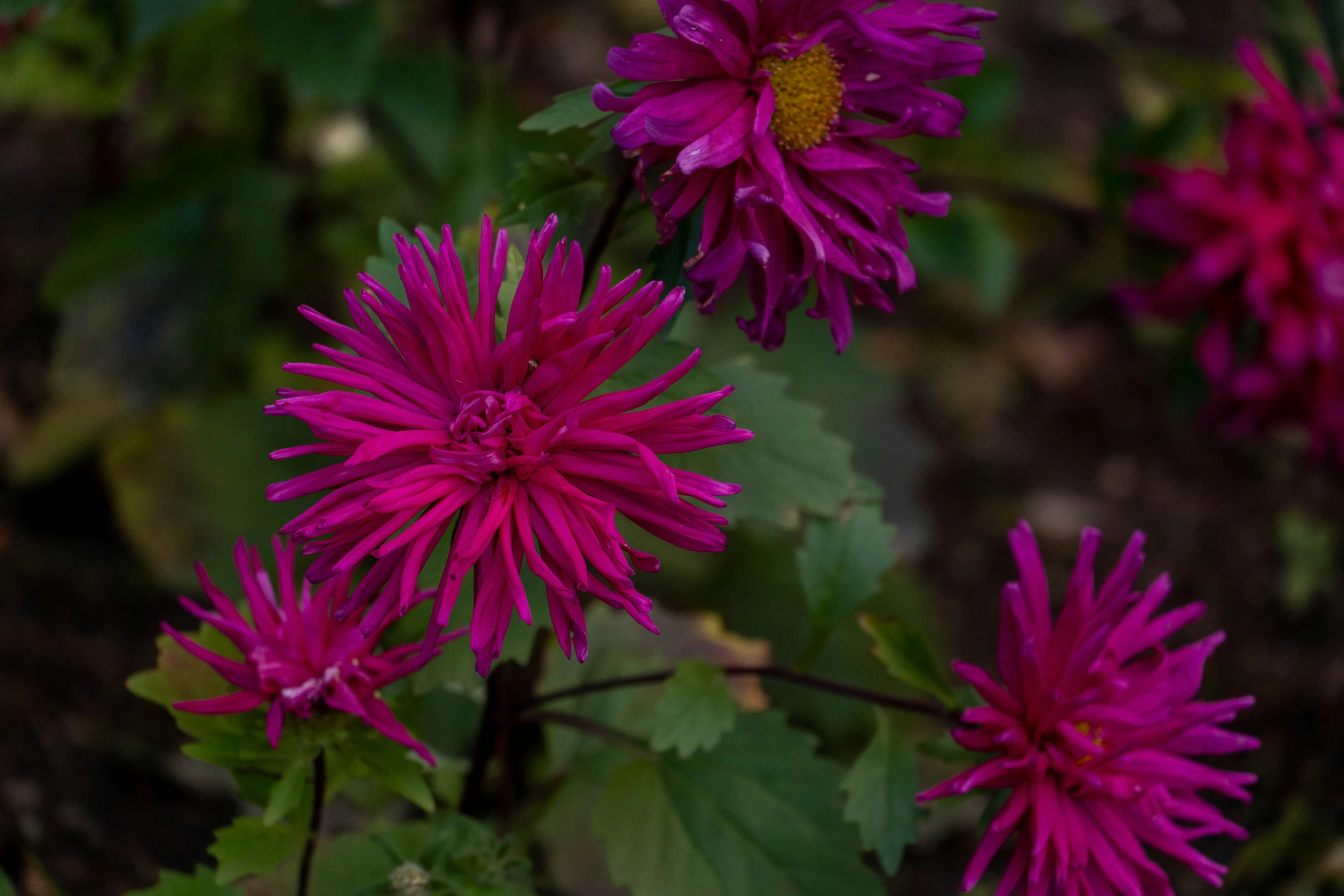 some pink flowers bloom in a green garden