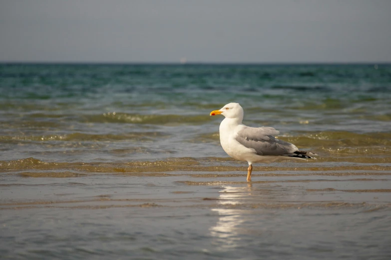 seagull on the edge of a beach with water in background