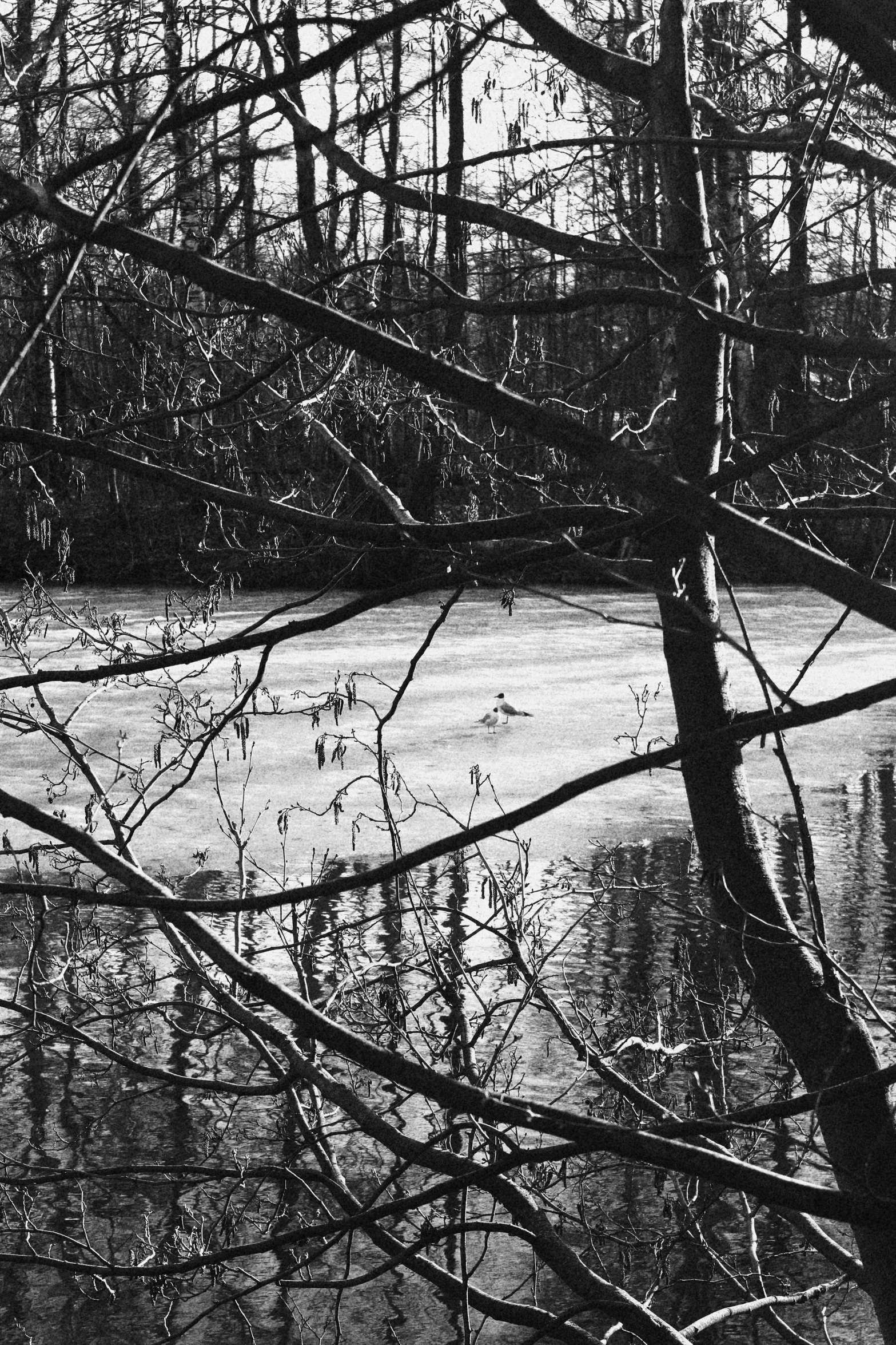 a lake with trees near by in the middle of winter