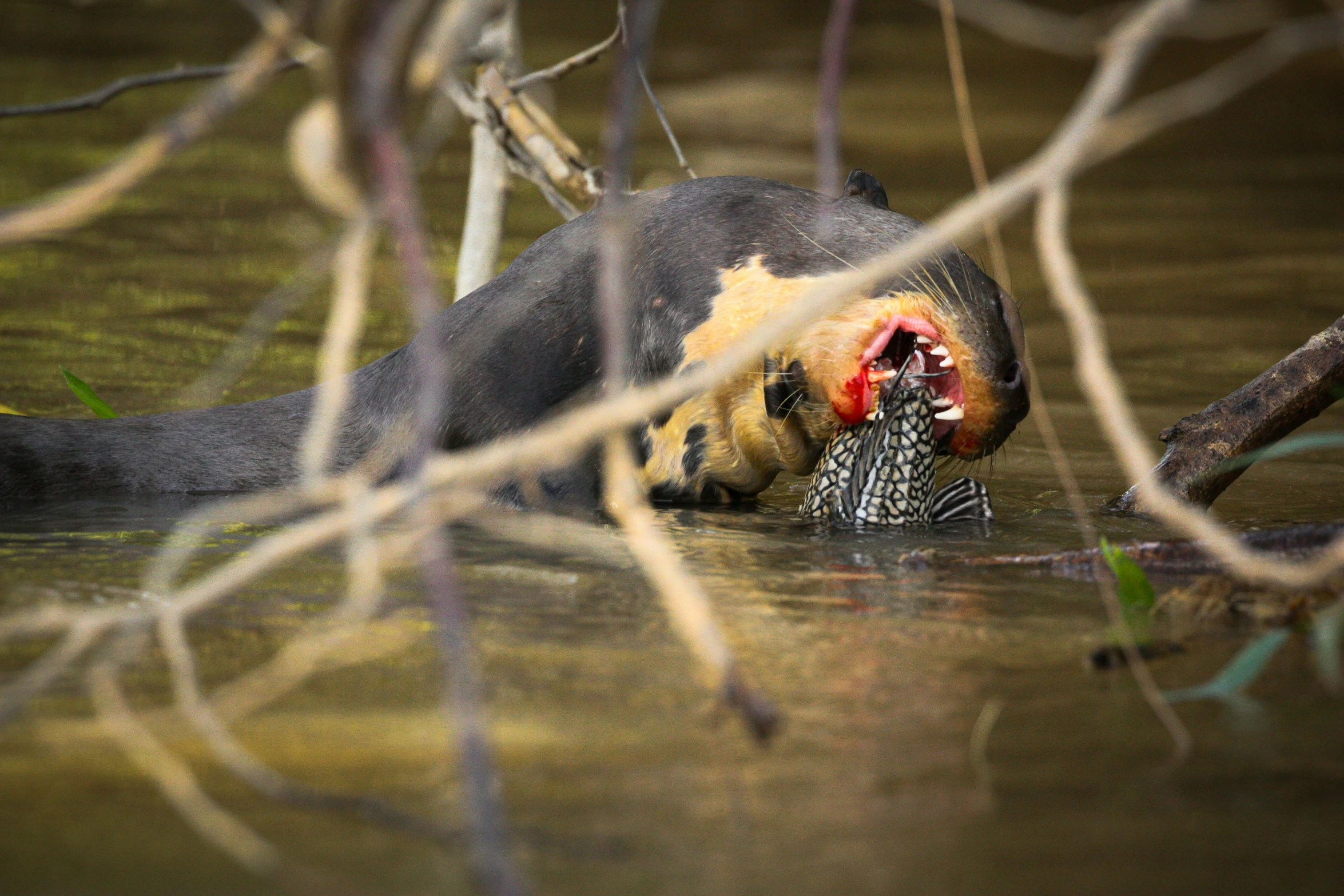 an animal is playing in the water with its mouth open