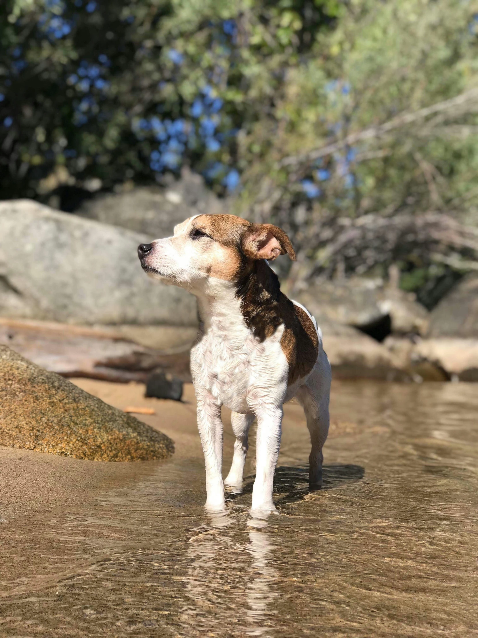 small brown and white dog walking through shallow water