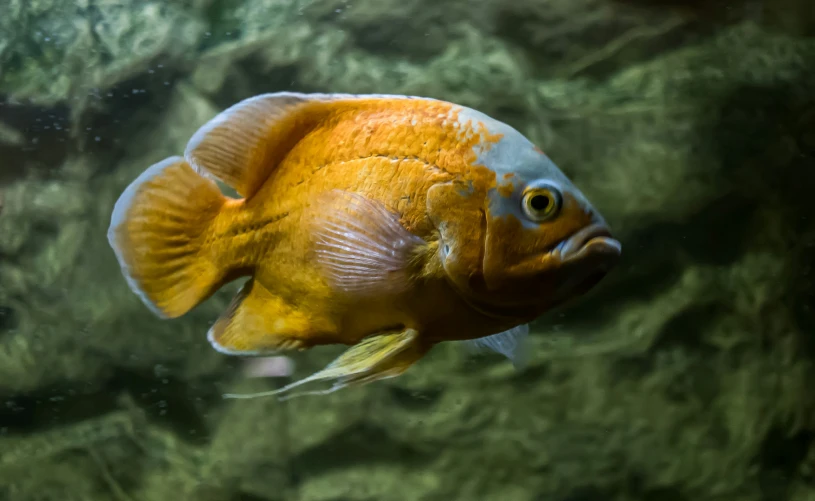 a close - up of a gold colored fish swimming in water