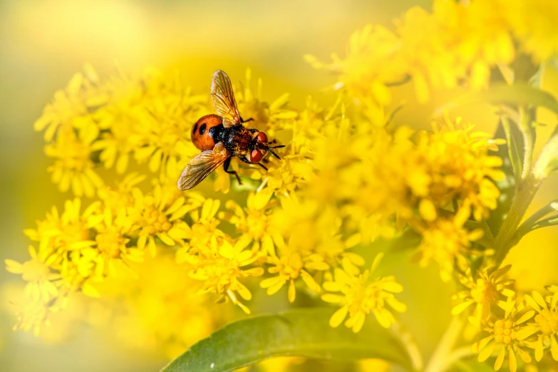 close up view of a honey on top of yellow flowers