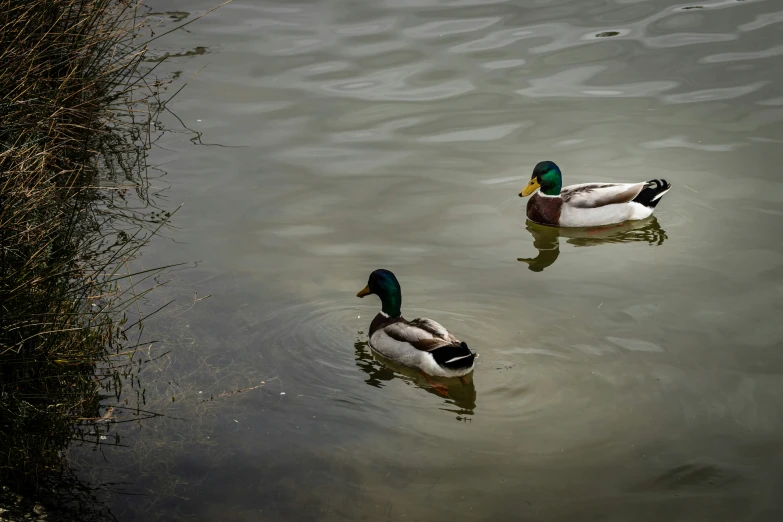 two mallards swimming in the water by some weeds