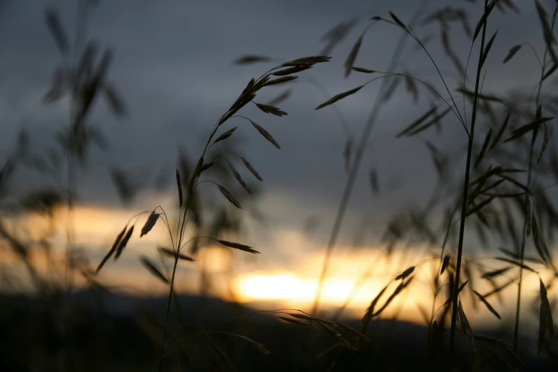 the sun setting over some grass during a cloudy day