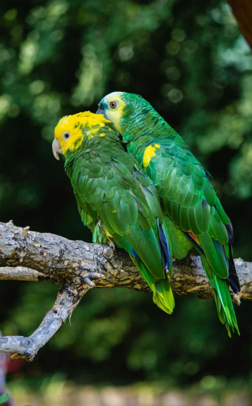 two parrots perched together on a nch