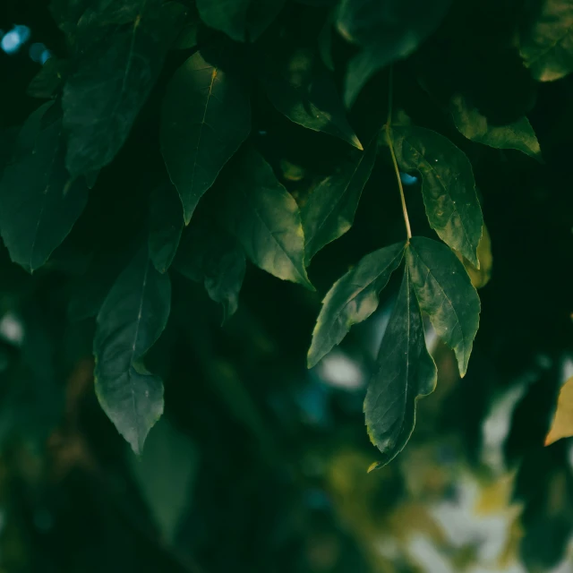 closeup of leaves with green foliage on background