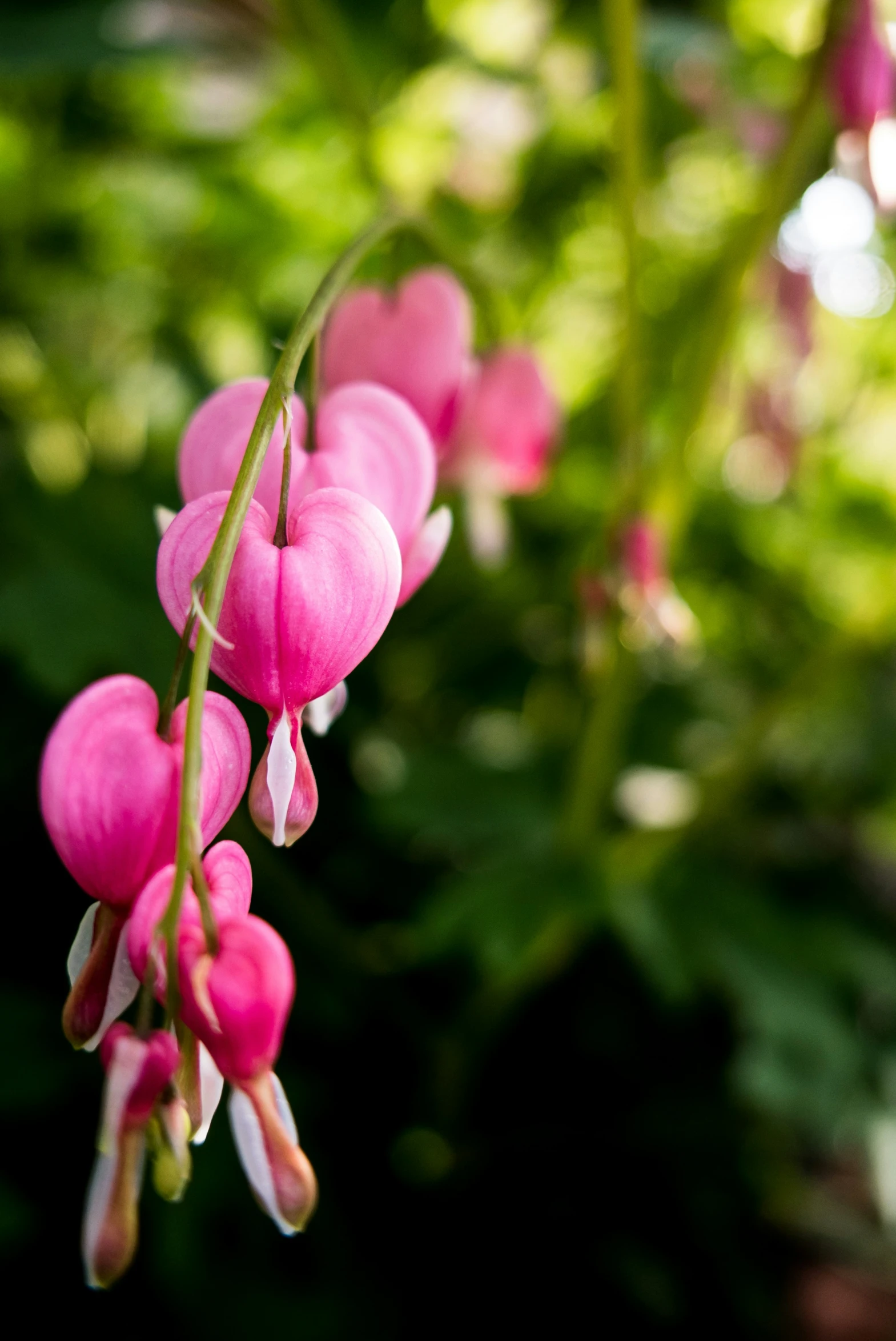 pink flowers blooming in the shade of trees