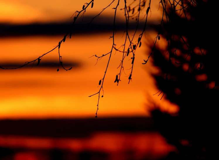 a tree nch with some leaves on it in front of an orange sky