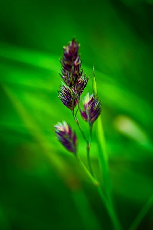 a single green leaf and some red flowers