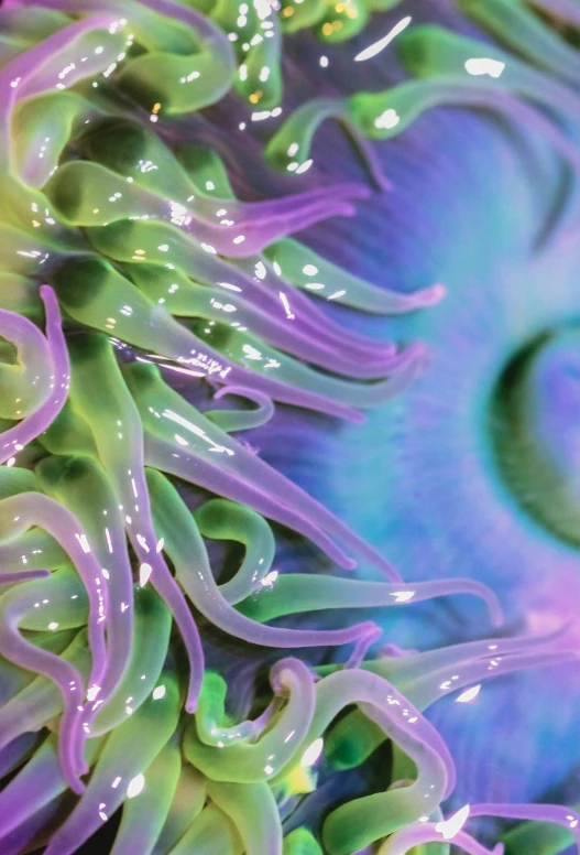 closeup of a green and purple sea anemone