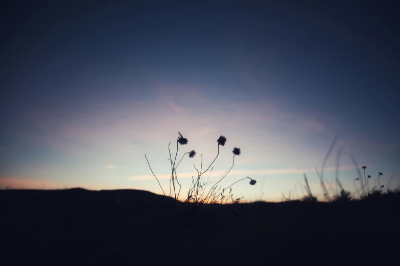 a few weeds silhouetted against the sunset sky