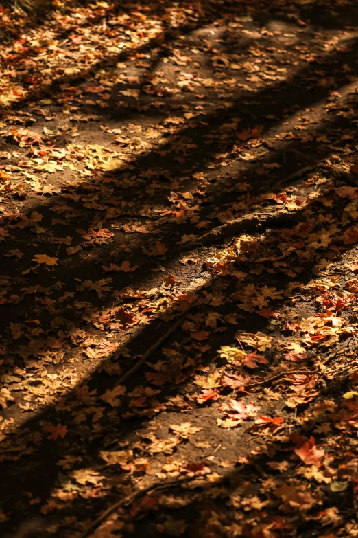 a cat in the shade is sitting on leaves