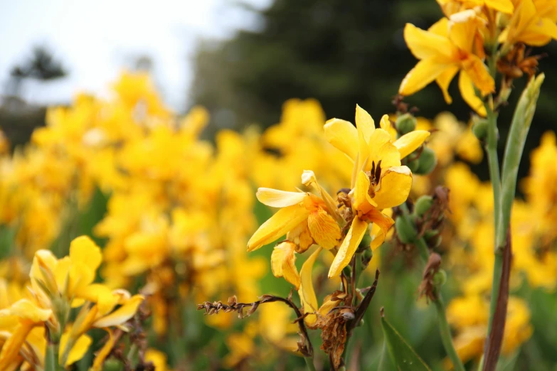 a large field full of yellow flowers with grass in the background