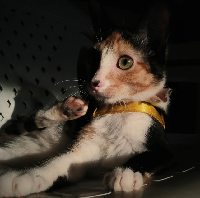 a black and white cat is on the ground with a yellow collar