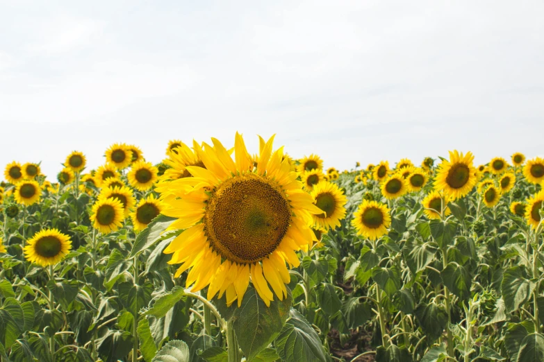 a field full of very pretty sunflowers