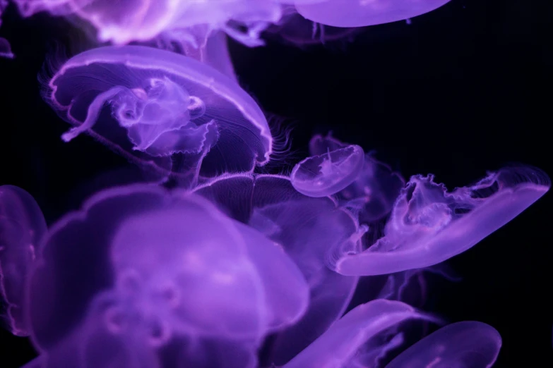 the purple jelly is floating down the water