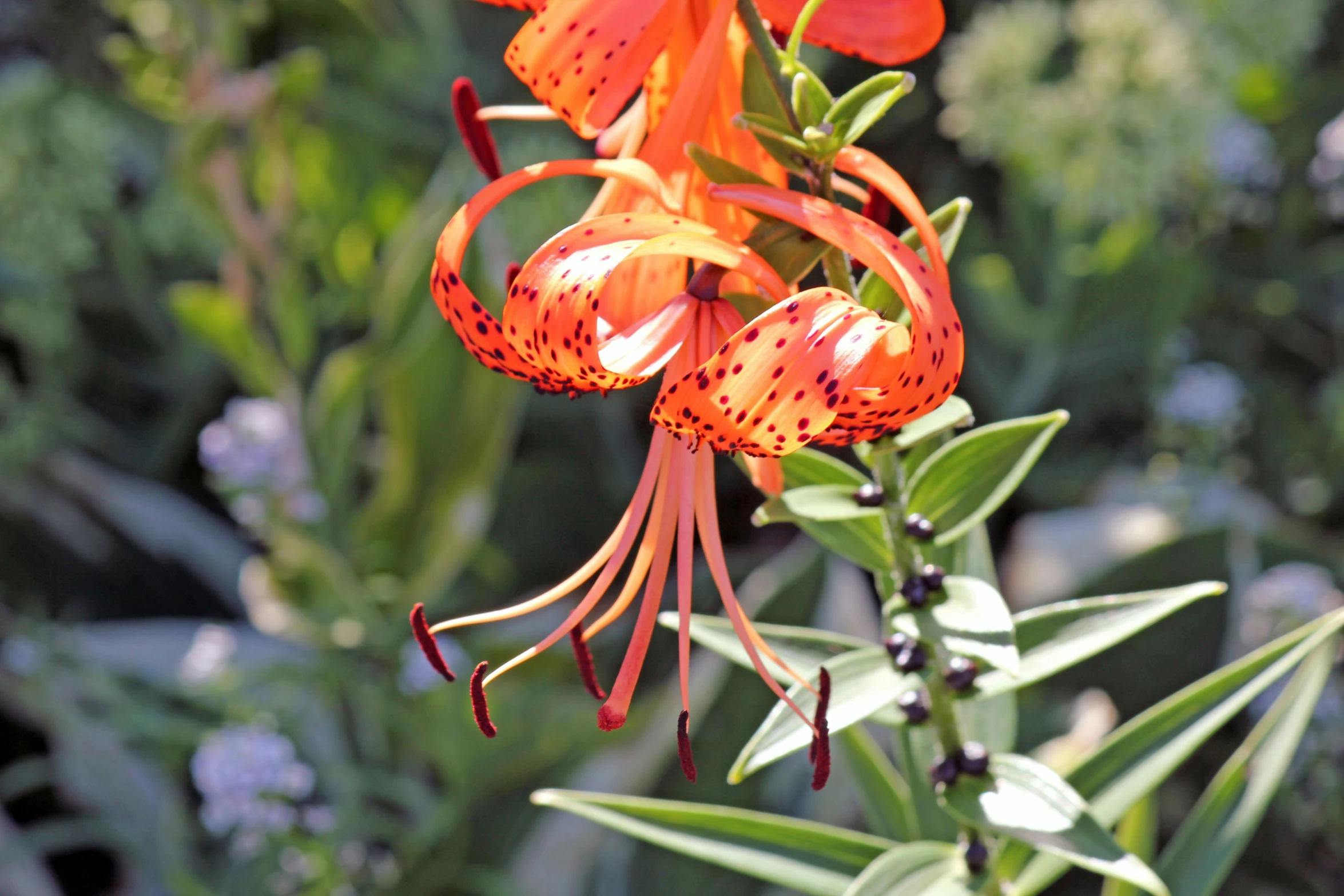 a picture of a plant that is blooming