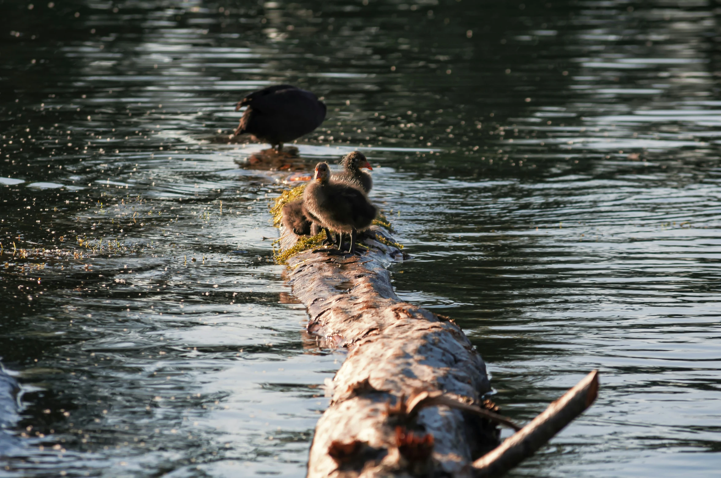 three ducks are sitting on a log in the water