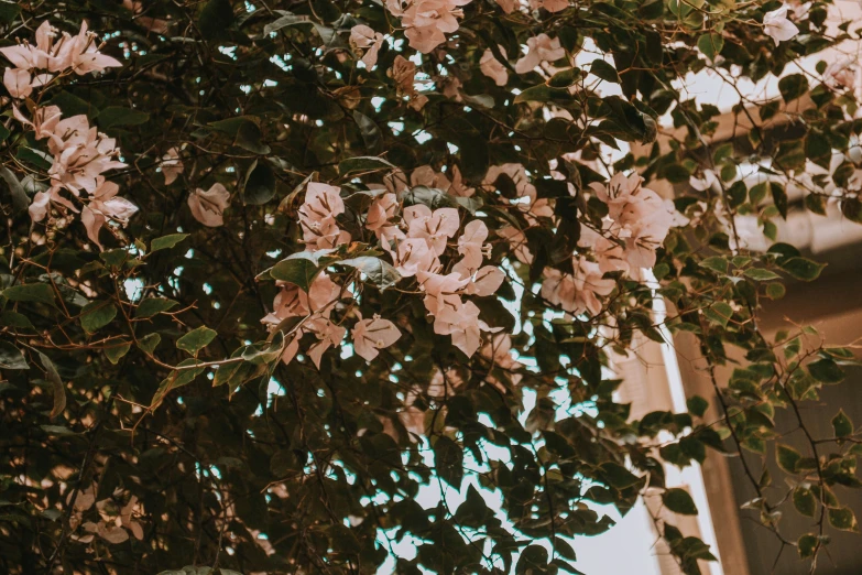 a tree filled with lots of pink flowers