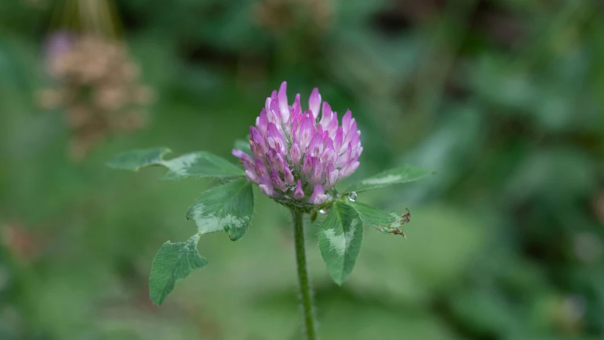 a pink flower with leaves on it standing alone in the field