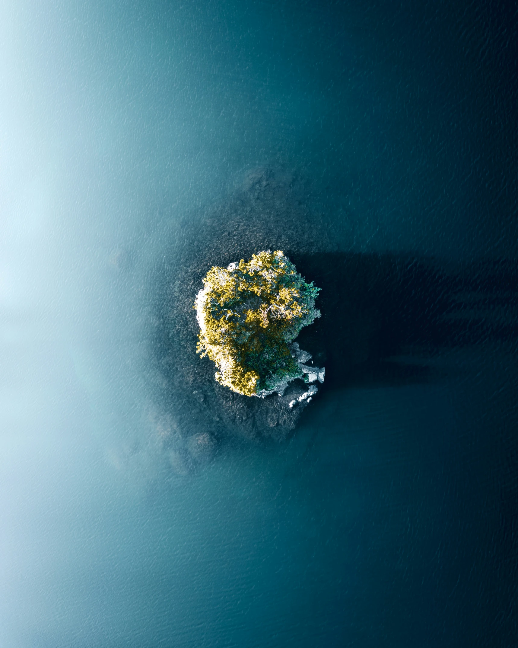 a lone tree sitting in the middle of a body of water