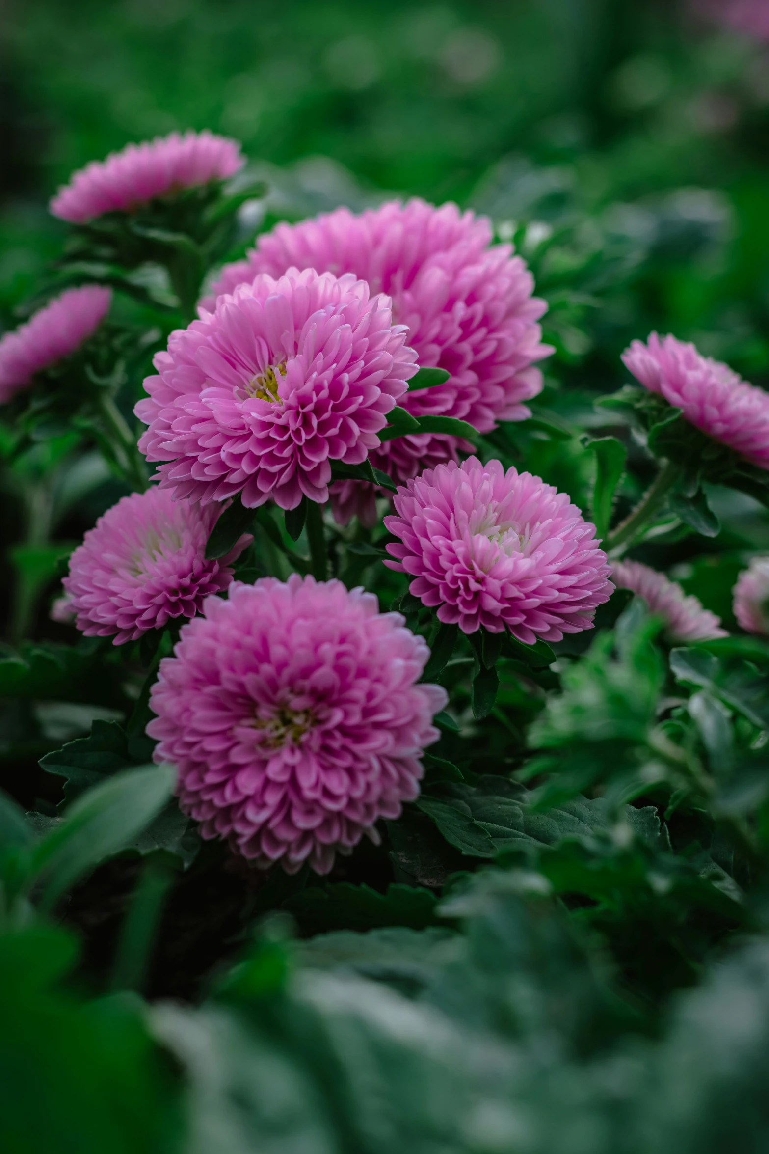 a plant with purple flowers in the grass