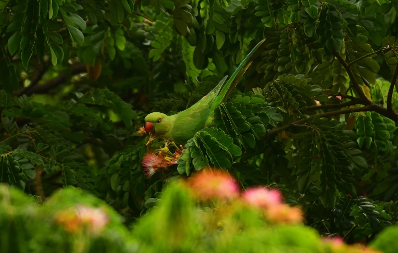 an image of a parrot eating in the trees