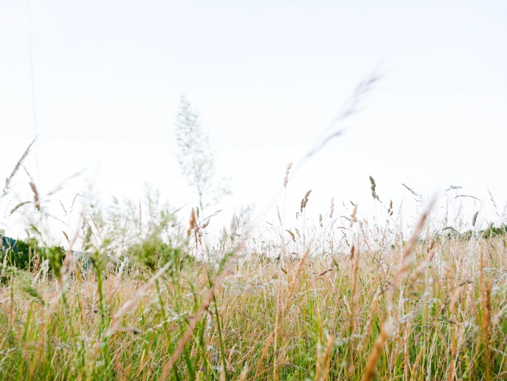 the tall grass is on the field with no leaves