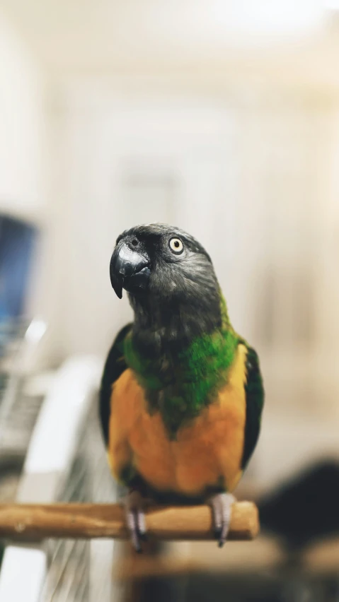 a black, yellow and green parrot sits on the edge of a desk