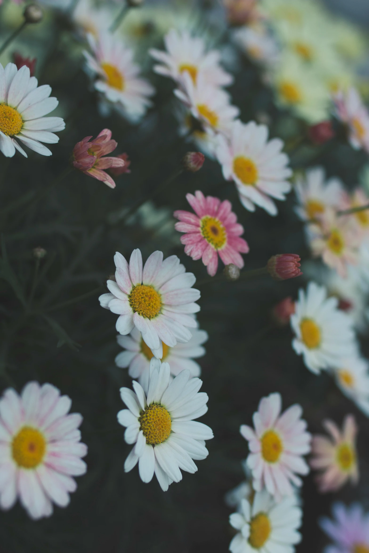 a field of daisy standing on top of a green field