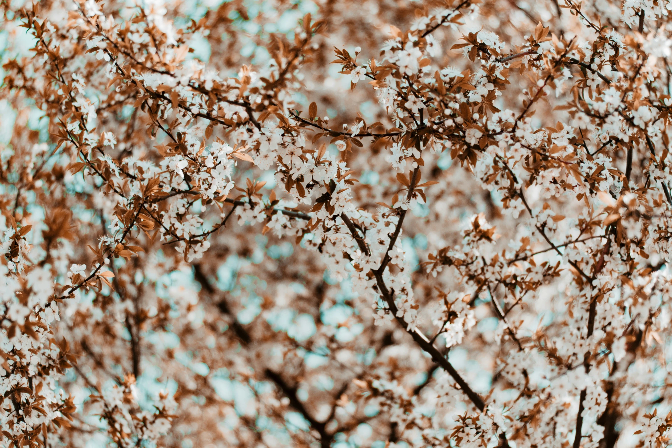 a blurry po of white flowers against the sky