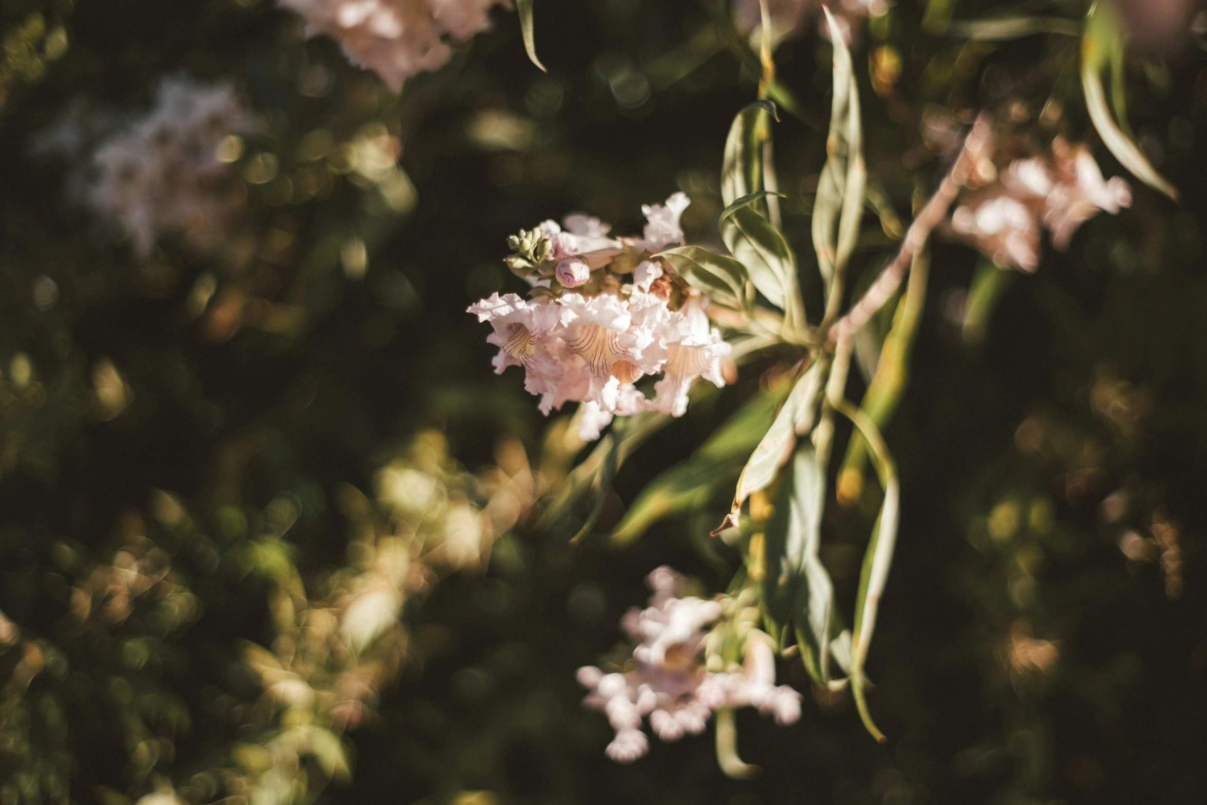 a nch of flowers with leaves in the back