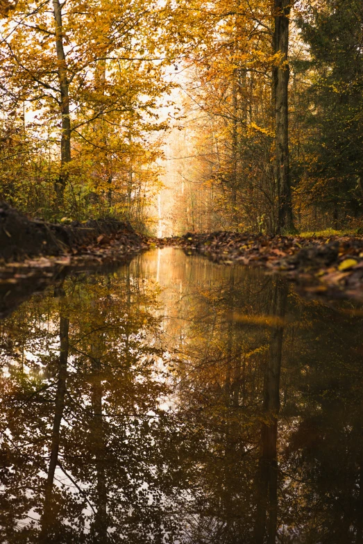 a narrow river running through a forest filled with lots of leaves