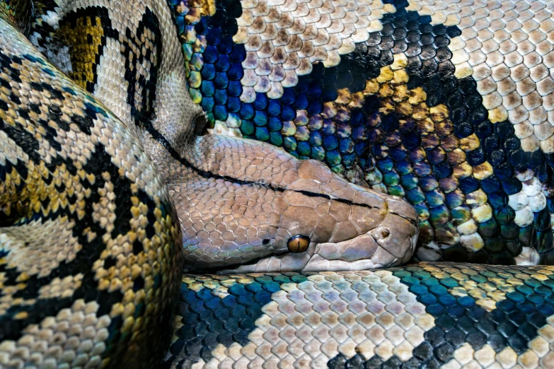 a snake has it's head on the back of a couch