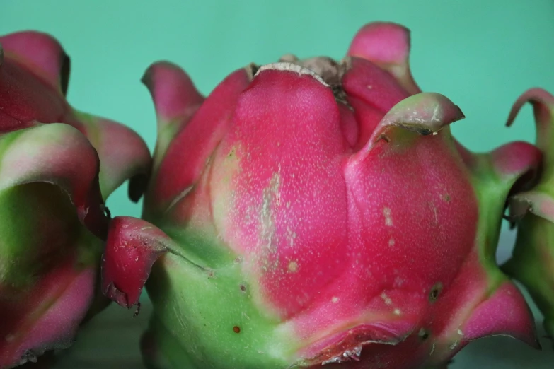 an odd flower bud still intact on a white surface