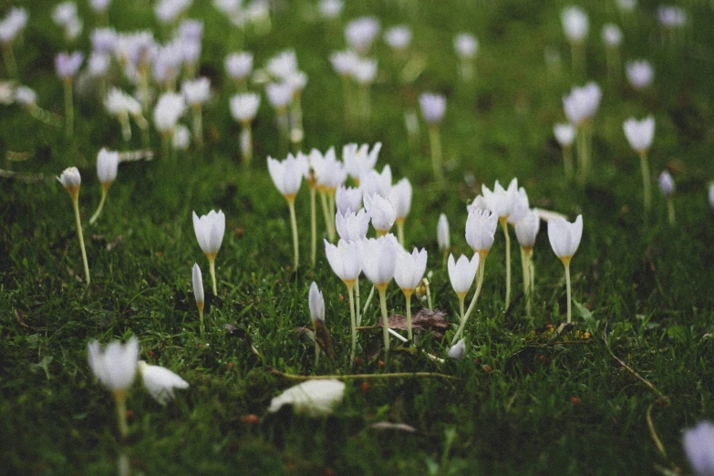 small white flowers with their stems on some green grass