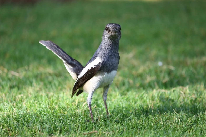 a bird standing in a grassy field