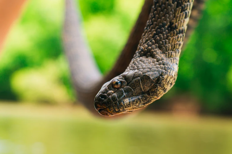 a large snake is standing in a body of water