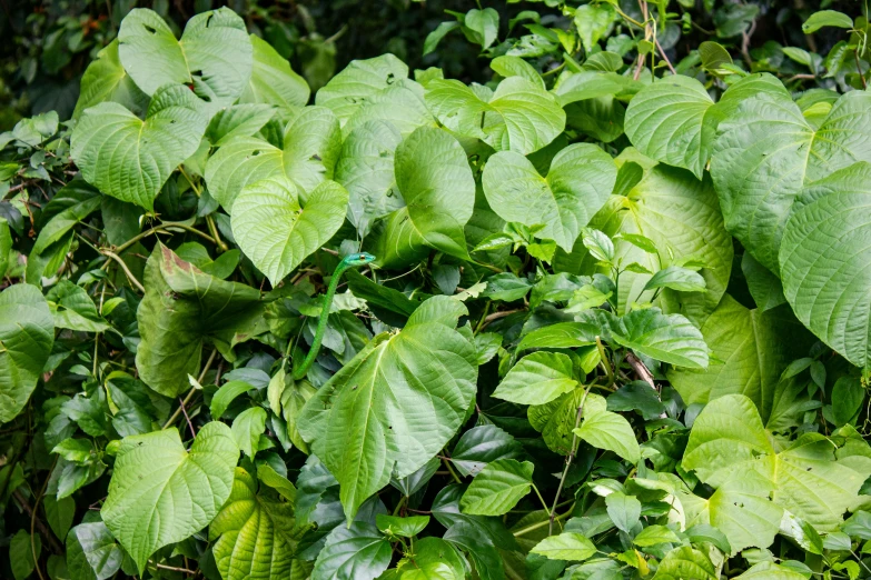 a patch of leafy green plants growing in a forest