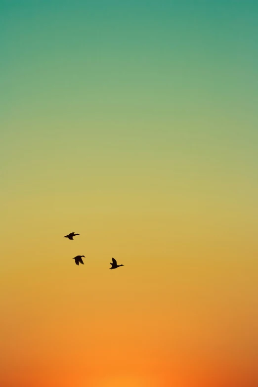 some birds flying across an open field at sunset